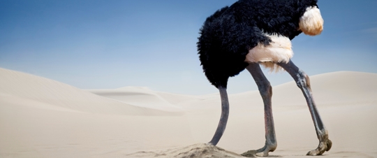 ostrich with head in ground