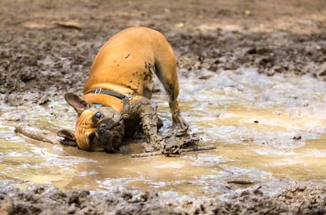 Bulldog wallowing in a muddy puddle